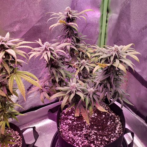 Triple cheese #3 growlog timeline photo