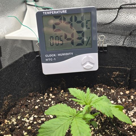 Sensi Seeds Big Bud Feminisiert  growlog timeline photo