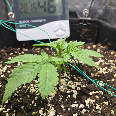 Sensi Seeds Big Bud Feminisiert  growlog timeline photo
