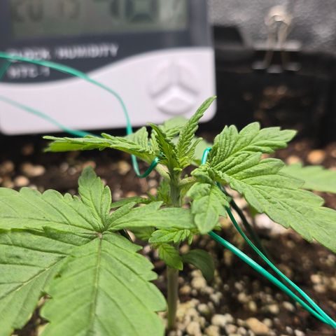 Sensi Seeds Big Bud Feminisiert  growlog timeline photo