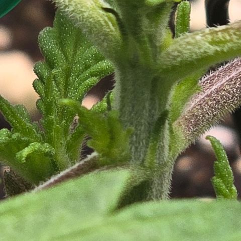 Sensi Seeds Big Bud Feminisiert  growlog timeline photo