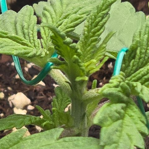 Sensi Seeds Big Bud Feminisiert  growlog timeline photo