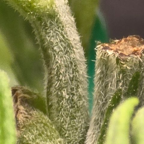 Sensi Seeds Big Bud Feminisiert  growlog timeline photo