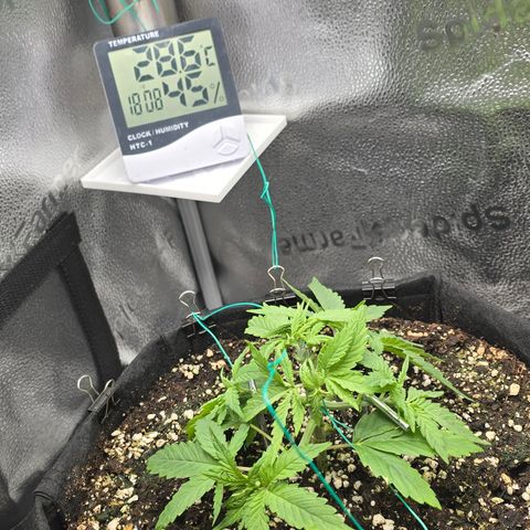 Sensi Seeds Big Bud Feminisiert  growlog timeline photo