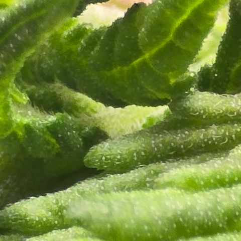 Sensi Seeds Big Bud Feminisiert  growlog timeline photo