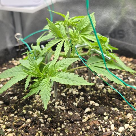 Sensi Seeds Big Bud Feminisiert  growlog timeline photo