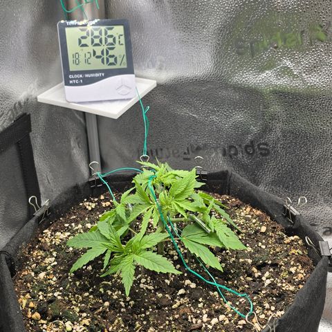 Sensi Seeds Big Bud Feminisiert  growlog timeline photo