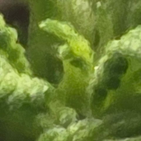 Sensi Seeds Big Bud Feminisiert  growlog timeline photo