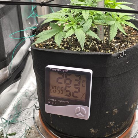 Sensi Seeds Big Bud Feminisiert  growlog timeline photo