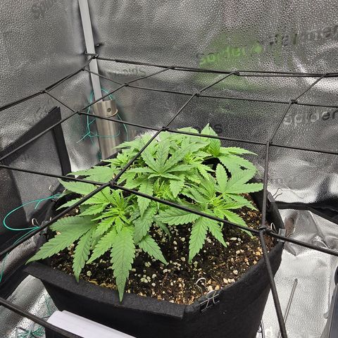 Sensi Seeds Big Bud Feminisiert  growlog timeline photo
