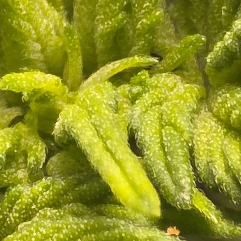 Sensi Seeds Big Bud Feminisiert  growlog timeline photo
