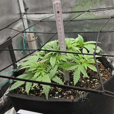 Sensi Seeds Big Bud Feminisiert  growlog timeline photo