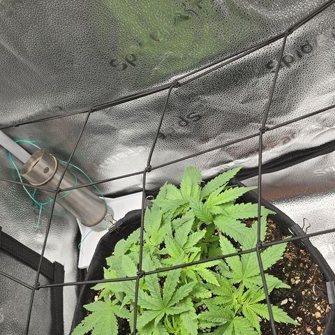 Sensi Seeds Big Bud Feminisiert  growlog timeline photo