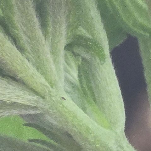Sensi Seeds Big Bud Feminisiert  growlog timeline photo