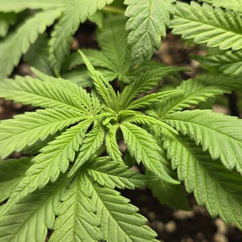 Sensi Seeds Big Bud Feminisiert  growlog timeline photo