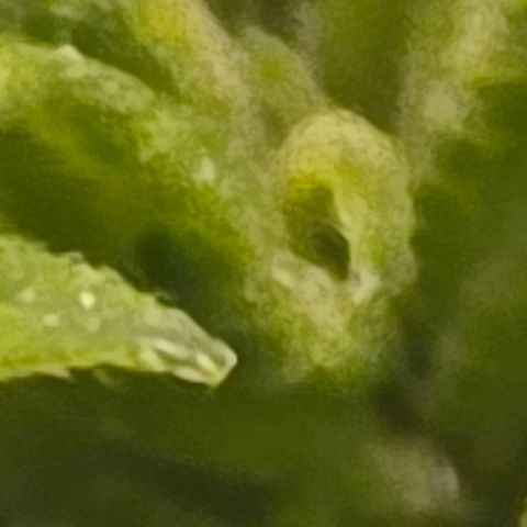 Sensi Seeds Big Bud Feminisiert  growlog timeline photo