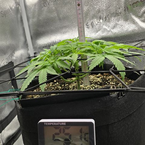Sensi Seeds Big Bud Feminisiert  growlog timeline photo