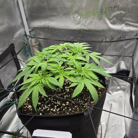 Sensi Seeds Big Bud Feminisiert  growlog timeline photo