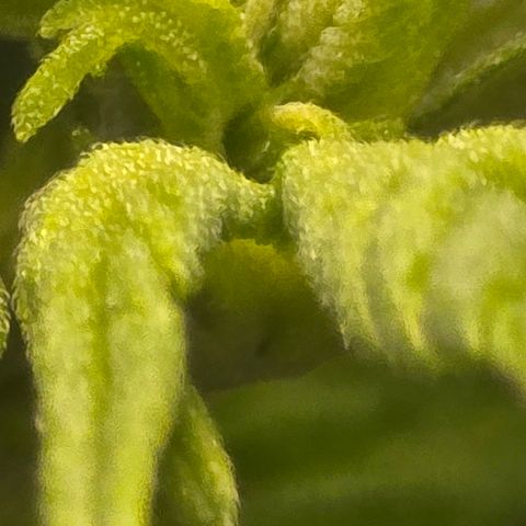 Sensi Seeds Big Bud Feminisiert  growlog timeline photo