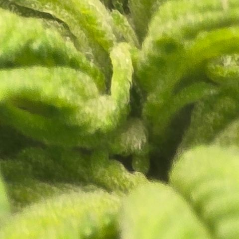 Sensi Seeds Big Bud Feminisiert  growlog timeline photo