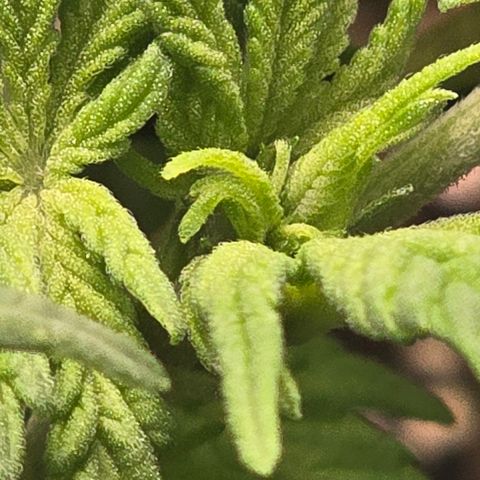 Sensi Seeds Big Bud Feminisiert  growlog timeline photo