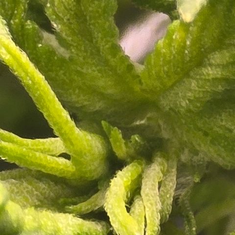 Sensi Seeds Big Bud Feminisiert  growlog timeline photo