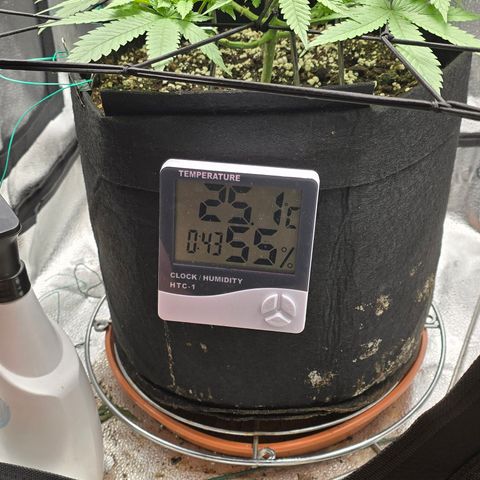 Sensi Seeds Big Bud Feminisiert  growlog timeline photo