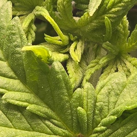 Sensi Seeds Big Bud Feminisiert  growlog timeline photo