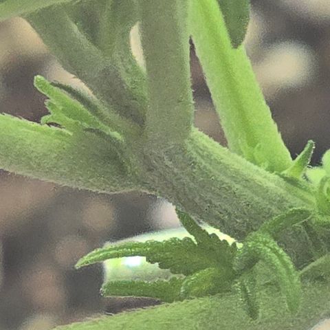 Sensi Seeds Big Bud Feminisiert  growlog timeline photo