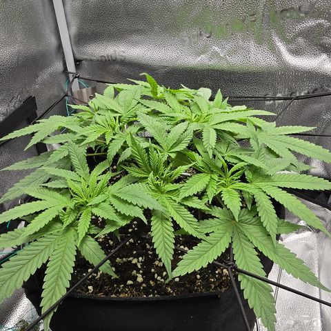 Sensi Seeds Big Bud Feminisiert  growlog timeline photo