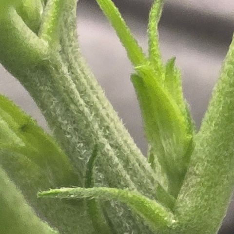 Sensi Seeds Big Bud Feminisiert  growlog timeline photo