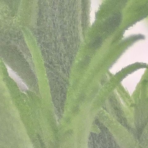 Sensi Seeds Big Bud Feminisiert  growlog timeline photo