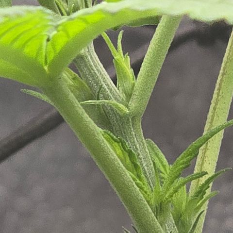 Sensi Seeds Big Bud Feminisiert  growlog timeline photo