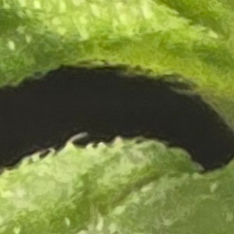 Sensi Seeds Big Bud Feminisiert  growlog timeline photo