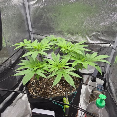 Sensi Seeds Big Bud Feminisiert  growlog timeline photo