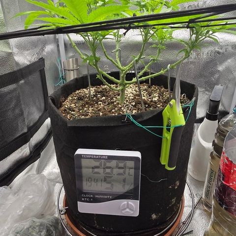 Sensi Seeds Big Bud Feminisiert  growlog timeline photo
