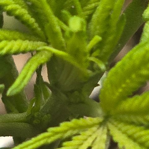 Sensi Seeds Big Bud Feminisiert  growlog timeline photo