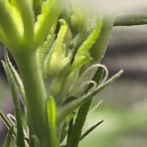 Sensi Seeds Big Bud Feminisiert  growlog timeline photo