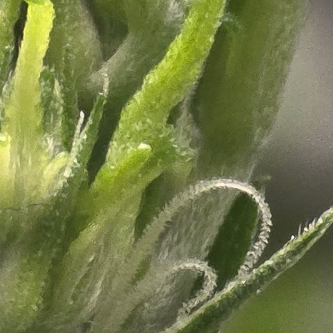 Sensi Seeds Big Bud Feminisiert  growlog timeline photo