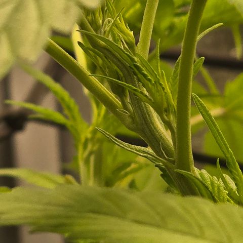 Sensi Seeds Big Bud Feminisiert  growlog timeline photo