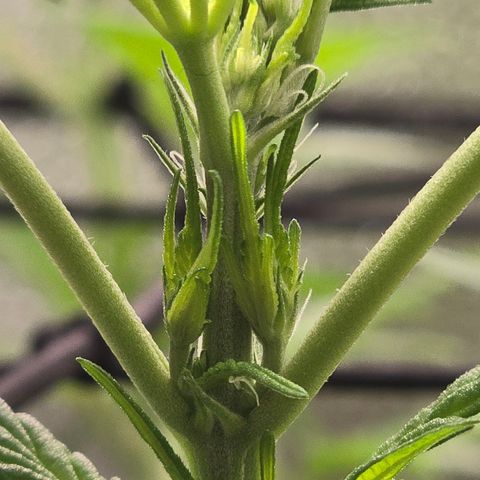 Sensi Seeds Big Bud Feminisiert  growlog timeline photo