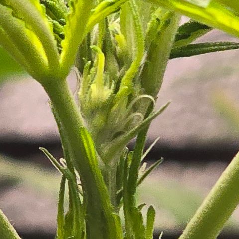 Sensi Seeds Big Bud Feminisiert  growlog timeline photo
