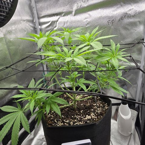 Sensi Seeds Big Bud Feminisiert  growlog timeline photo