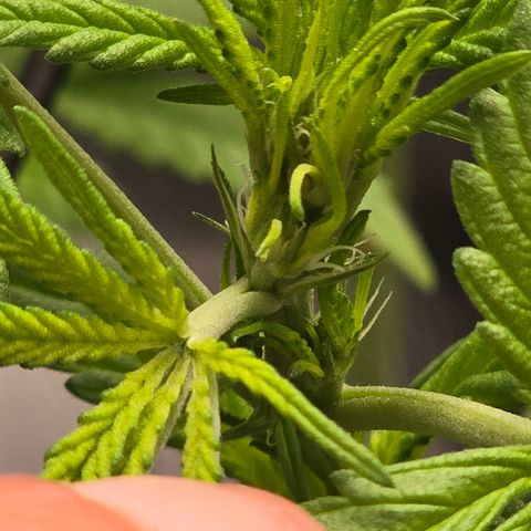 Sensi Seeds Big Bud Feminisiert  growlog timeline photo
