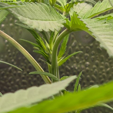 Sensi Seeds Big Bud Feminisiert  growlog timeline photo