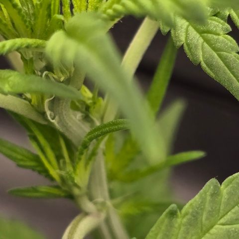 Sensi Seeds Big Bud Feminisiert  growlog timeline photo
