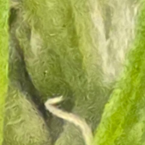 Sensi Seeds Big Bud Feminisiert  growlog timeline photo