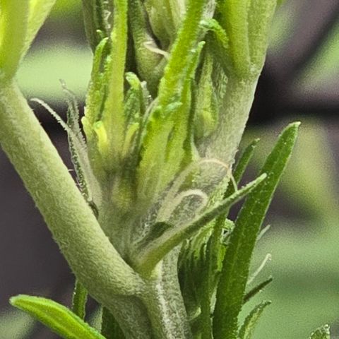 Sensi Seeds Big Bud Feminisiert  growlog timeline photo