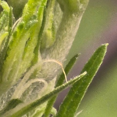 Sensi Seeds Big Bud Feminisiert  growlog timeline photo