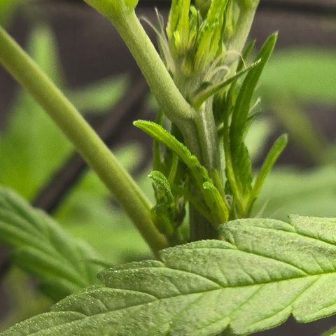 Sensi Seeds Big Bud Feminisiert  growlog timeline photo